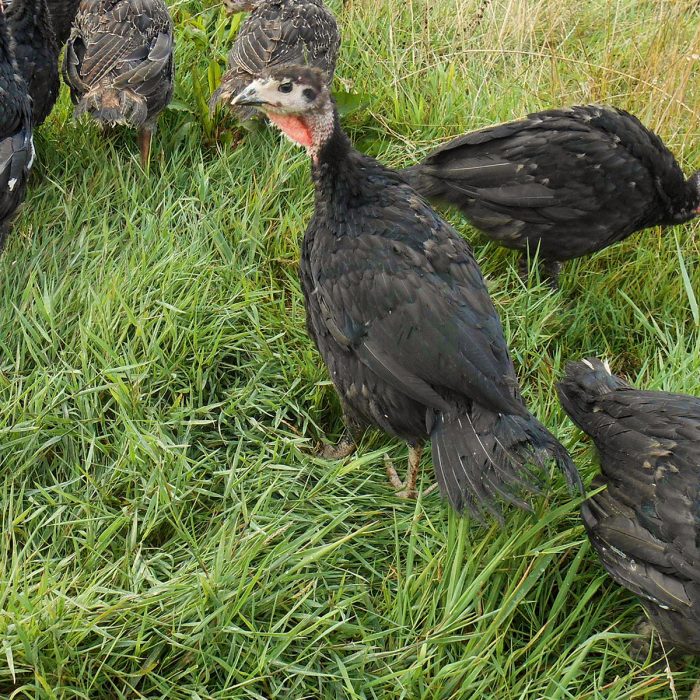 Bronze Turkeys August 2018