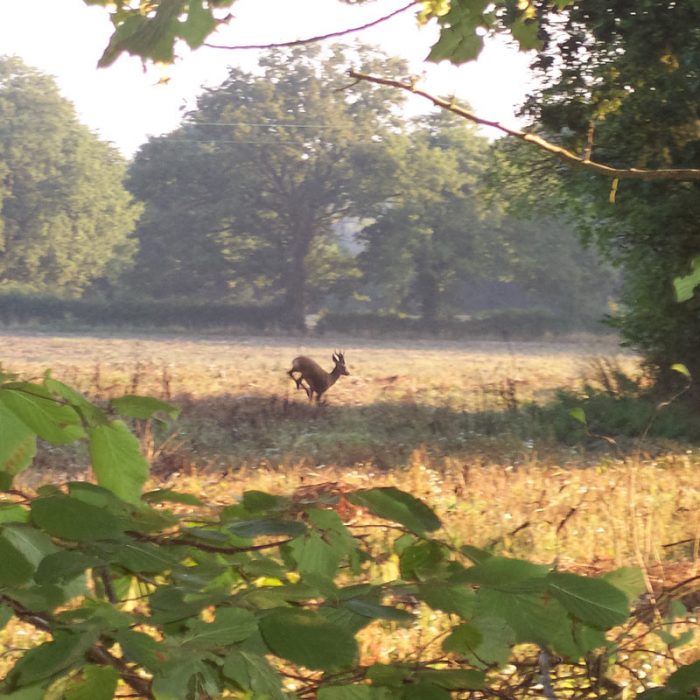 Rectory Barn Farm Deers