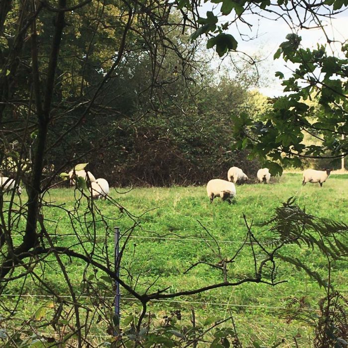 Sheep at Rectory Barn Farm October 2019