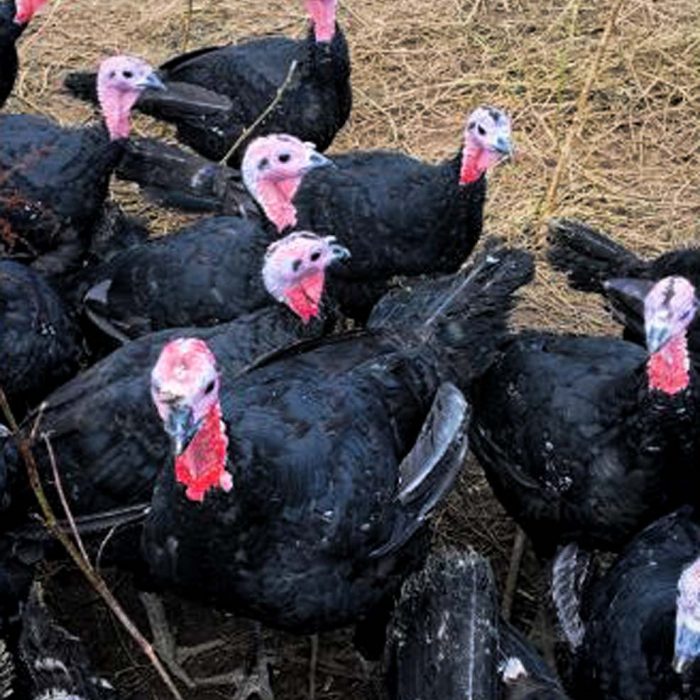 Sussex Free Range Turkeys October 2019